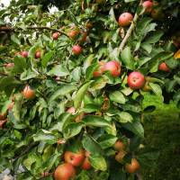 Nos prestations sur le secteur de Petit-Caux 76370 en Normandie